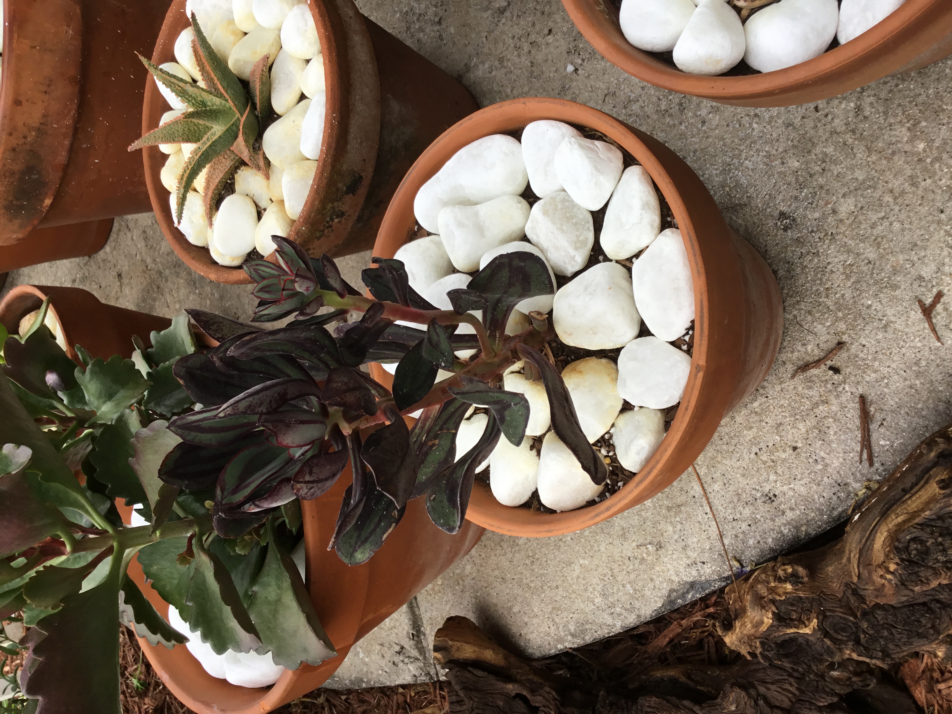 Echeveria nodulosa-Painted Echeveria.jpg